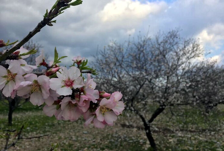 Aydın Çıkışlı Eski Datça Turu